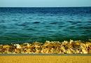 Shell Beach Surf
